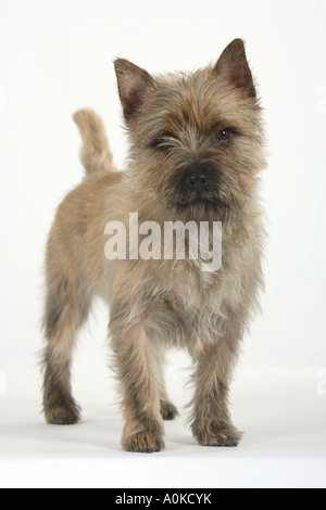 Cairn Terrier Stockfoto