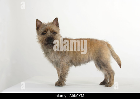 Cairn-Terrier-Seite Stockfoto