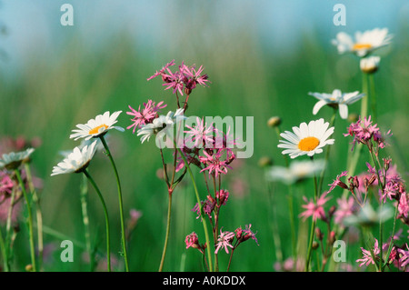 Ragged Robins und Ox Auge Daysies unteren Sachsen Deutschland Lychnis Flos cuculi Stockfoto