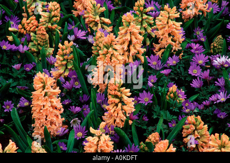 Odysseus Hyazinthen und Anemonen Hycinthus Orientalis hybride Anemone blanda Stockfoto