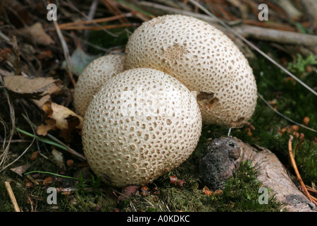 Gemeinsame Erde-Kugel (Sklerodermie Citrinum) Stockfoto