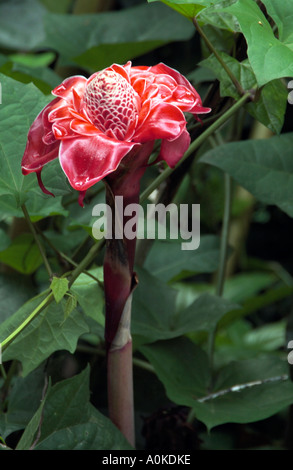 Blume Akaka Falls Big Island Hawaii Stockfoto