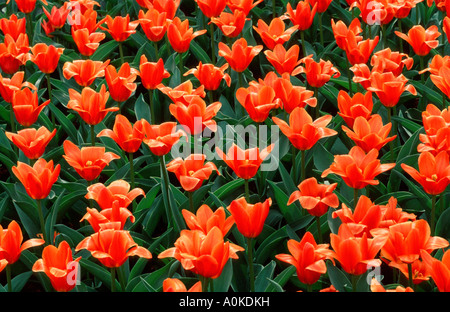 Frühe Ernte Tulipa Kaufmanniana Tulpen Stockfoto