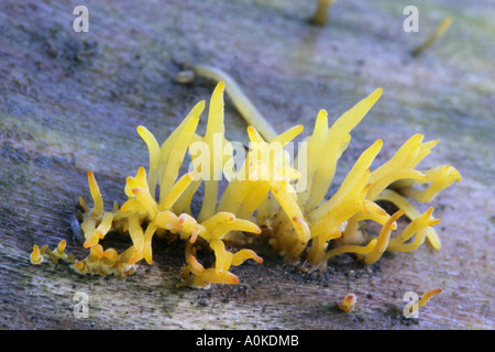 Calocera Cornea Stockfoto