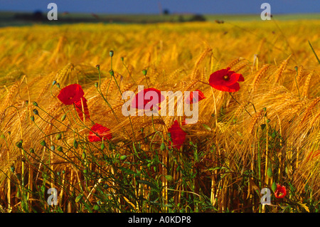 Mohnblumen in einem Feld bei Le Hamel The Somme France Stockfoto