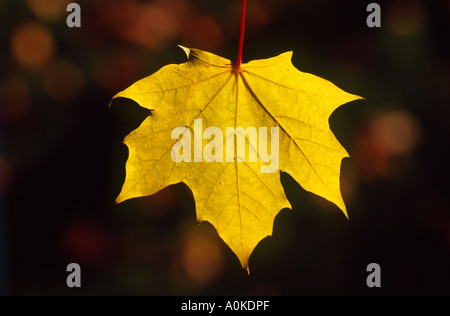 [Ahornblatt] Stockfoto