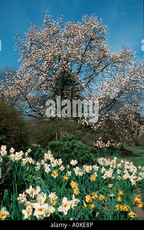Magnolien blühen und Narzissen Deutschland Magnolia cobus Stockfoto