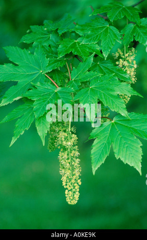 Norway Maple leaves and flowers in spring Acer platanoides Stockfoto