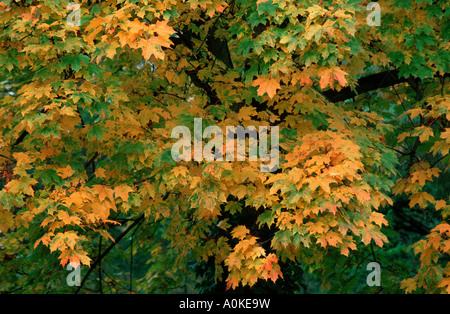 Spitz-Ahorn im Herbst Acer platanoides Stockfoto
