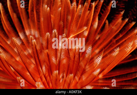 Fan-Wurm Sabellastarte sp Bali Indischer Ozean Indonesien Stockfoto