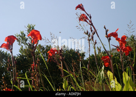 Rote crocosmias Stockfoto