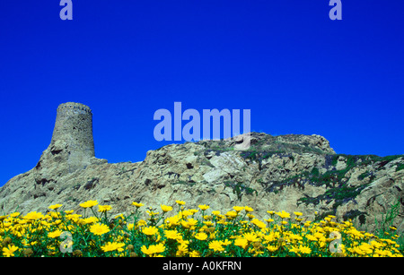 Genueser Wachturm auf Ille De La Pietra. l ' Ile Rousse, Balagne, Korsika, Frankreich Stockfoto