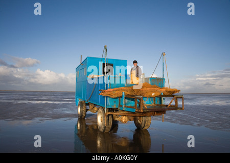 Kommerzielle Fischindustrie Meeresfrüchte Garnelen Angeln mit Zugfahrzeug, Southport, Merseyside uk geändert Stockfoto