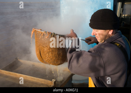 Kommerzielle Meeresfrüchte Muscheln Krabbenfischerei mit modifizierten Zugfahrzeug, Southport, Merseyside uk Stockfoto