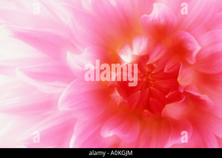 Dahlie Blüte Detail Dahlia spec Stockfoto