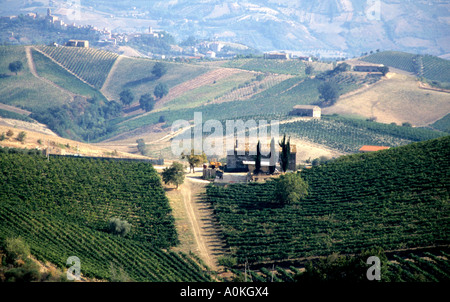 Blick auf Weinberge in der Provinz Le Marche in Italien Stockfoto