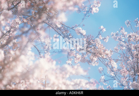 Kirschblüte Prunus X yedoensis Yoshino Kirsche bluehend Stockfoto