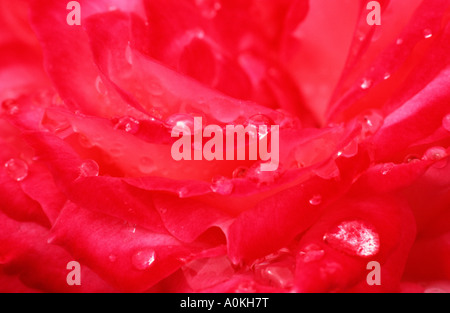 Rose Blume mit Regentropfen Stockfoto