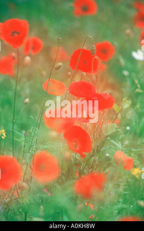 Gemeinsamen Mohnblumen Papaver Rhoeas Klatschmohn Mohngewaechse Papaveraceae Stockfoto