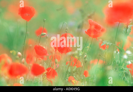 Gemeinsamen Mohnblumen Papaver Rhoeas Klatschmohn Mohngewaechse Papaveraceae Stockfoto