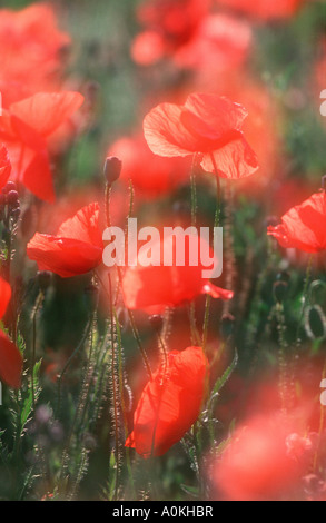 Gemeinsamen Mohn Lake Neusiedl Österreich Papaver rhoeas Stockfoto