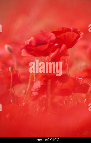Gemeinsamen Mohn Lake Neusiedl Österreich Papaver rhoeas Stockfoto