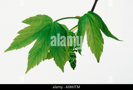 Ahorn Blätter und Blüten von Acer pseudoplatanus Stockfoto