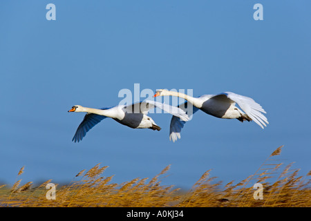 Höckerschwäne Cygnus Olor Flug über Schilfbeetes mit blauem Himmel Welney Norfolk Stockfoto