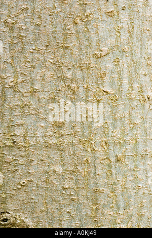 Esche Fraxinus Excelsior Rinde Stockfoto