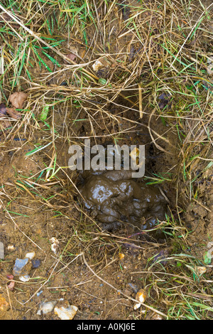 Dachs (Meles Meles) Latrine Potton bedfordshire Stockfoto