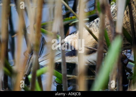 Rohrdommel Botaurus Stellaris Nahaufnahme des Kopfes durch Schilf zeigt Auge lee Valley hertfordshire Stockfoto