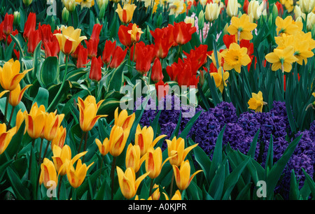 Bunte Tulpen, Narzissen und Hyazinthen blühen im Garten Stockfotografie
