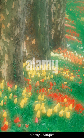 Tulpen neben altem Baumbestand Mainau Baden-Württemberg Deutschland Stockfoto