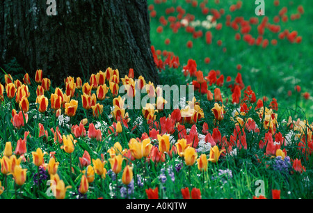 Tulpen neben altem Baumbestand Mainau Baden-Württemberg Deutschland Stockfoto