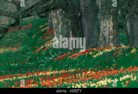 Tulpen neben altem Baumbestand Mainau Baden-Württemberg Deutschland Stockfoto