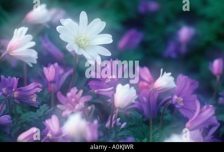 Anemonen Anemone Blanda Balkan ist Stockfoto