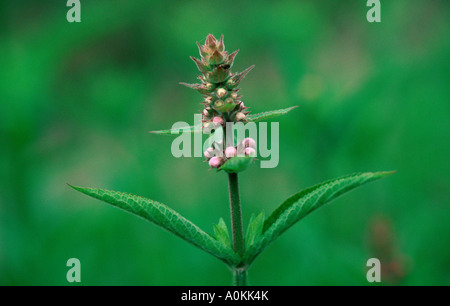 Marsh Woundwort Niederwendischen palustris Stockfoto