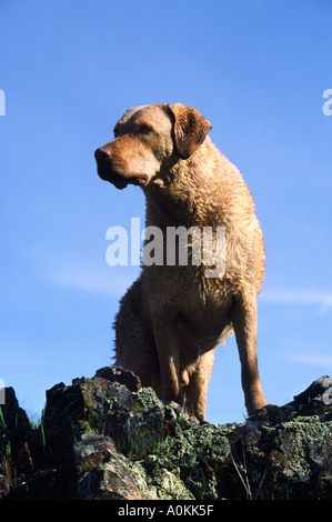 Chesapeake Bay Retriever stehen auf Felsen Stockfoto