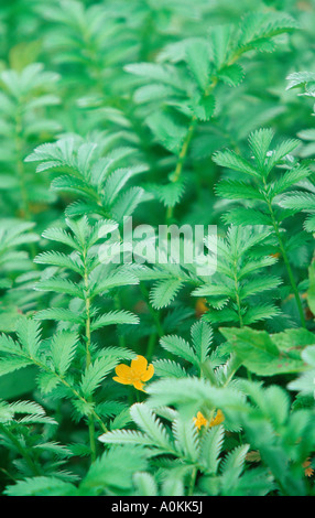 Silverweed Potentilla heisses Stockfoto