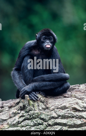 Black Spider Monkey Ateles paniscus Stockfoto
