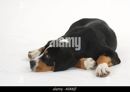 Great Swiss Mountain Dog Welpen 14 Wochen Stockfoto