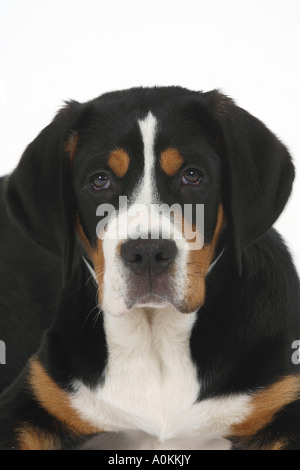 Great Swiss Mountain Dog Welpen 14 Wochen Stockfoto