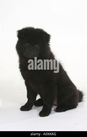 Eurasier Welpen 14 Wochen Stockfoto