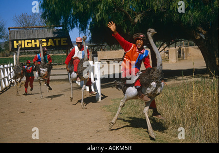 Strauß Rennen in Highgate Ostrich Farm in Oudtshoorn, Kapprovinz, Südafrika Stockfoto