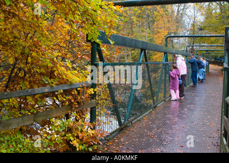 Herbstfarben auf Buchen und Blättern am Wasserfall Bridge of Feugh People Viewing Falls Platform in Banchory Aberdeenshire Scotland, UK Stockfoto