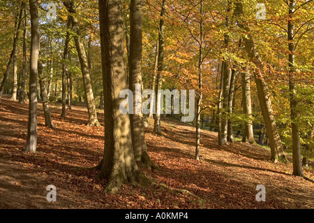 Zündeten Arboretum Gloucestershire England Stockfoto