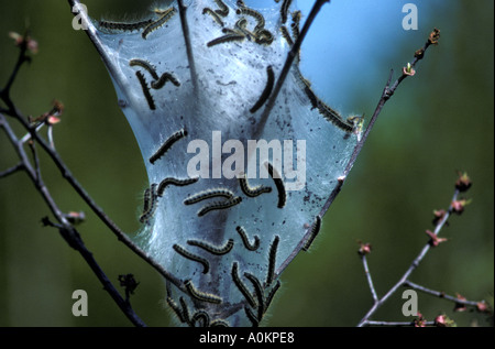 Armee Raupen Zelt Raupen Lasiocampidae in seidenen schützende Nest im Baum New Brunswick, Kanada Stockfoto