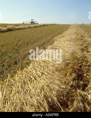 SCHWADEN HERVORRAGENDE HARTE RED SOMMERWEIZEN Stockfoto