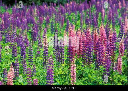 Lupinen im Frühjahr im östlichen Kanada New Brunswick an der Seite einer Straße Stockfoto