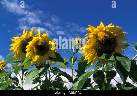 Nahaufnahme von Sonnenblumenköpfe in voller Blüte vor blauem Himmelshintergrund Stockfoto